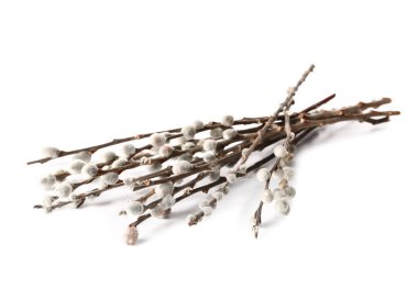 Beyaz arka plan üzerinde izole kedi söğüt dalları