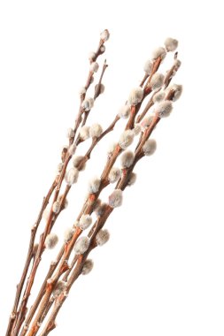 Beyaz arka plan üzerinde izole kedi söğüt dalları