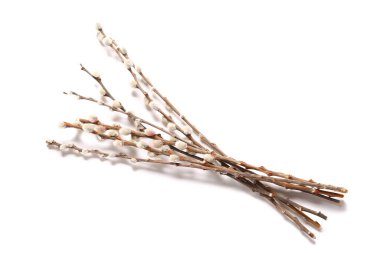 Beyaz arka plan üzerinde izole kedi söğüt dalları