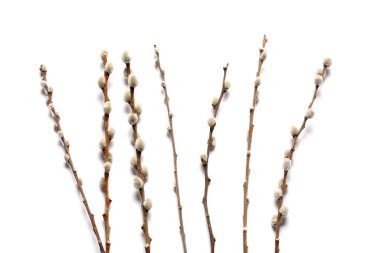 Beyaz arka plan üzerinde izole kedi söğüt dalları