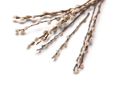 Beyaz arka plan üzerinde izole kedi söğüt dalları