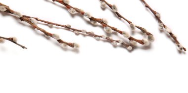 Beyaz arka plan üzerinde izole kedi söğüt dalları