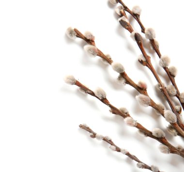 Beyaz arka plan üzerinde izole kedi söğüt dalları