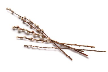 Beyaz arka plan üzerinde izole kedi söğüt dalları