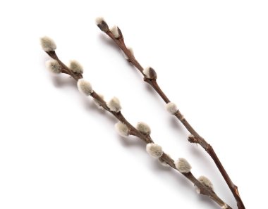 Beyaz arka plan üzerinde izole kedi söğüt dalları