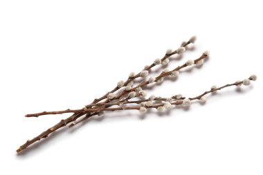 Beyaz arka plan üzerinde izole kedi söğüt dalları