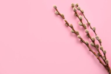 Beautiful pussy willow branches on pink background