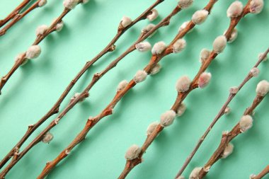 Pussy willow branches on turquoise background