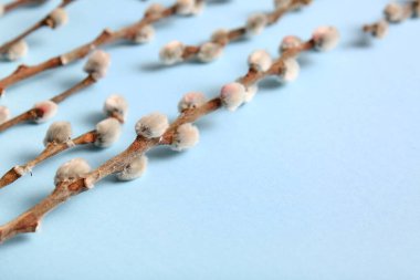 Beautiful pussy willow branches on blue background