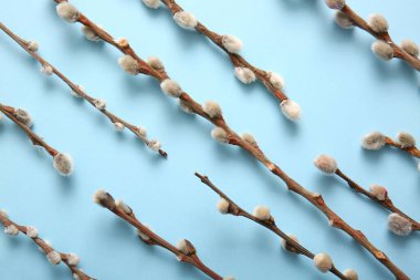 Beautiful pussy willow branches on blue background