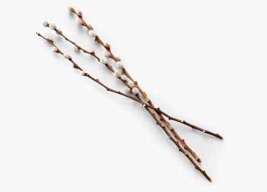 Pussy willow branches on white background