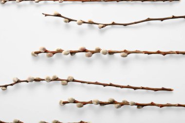 Pussy willow branches on grey background