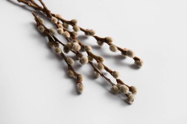 Pussy willow branches on grey background