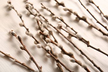 Pussy willow branches on white wooden background