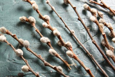 Pussy willow branches on blue grunge background