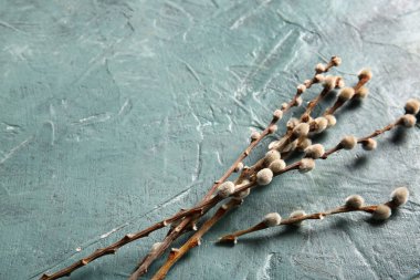 Pussy willow branches on blue grunge background