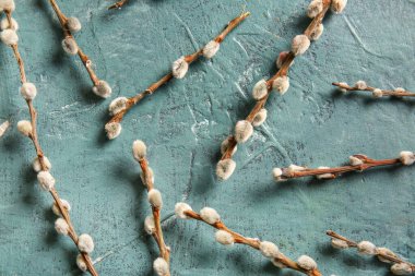 Pussy willow branches on blue grunge background