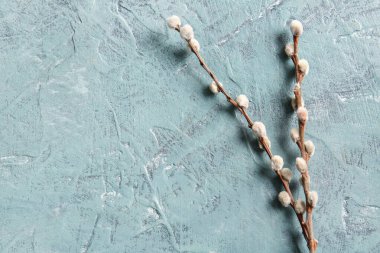Pussy willow branches on blue grunge background