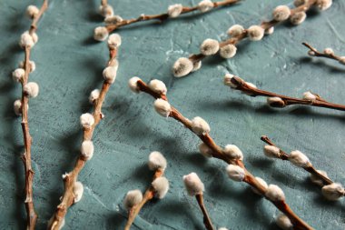 Pussy willow branches on blue grunge background