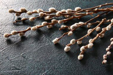 Pussy willow branches on blue grunge background