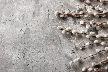 Pussy willow branches on grey grunge background