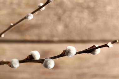 Pussy willow branches on blurred background