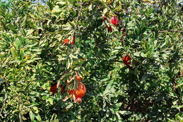 Tree Tasty Pomegranates Farm Closeup — Stock Photo, Image