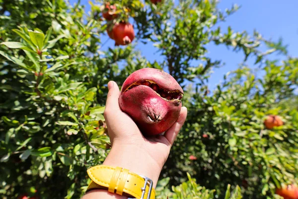 Woman Red Pomegranate Farm Closeup — Stock Photo, Image