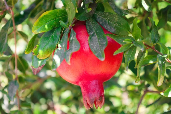 Tree Tasty Pomegranate Farm Closeup — Stock Photo, Image