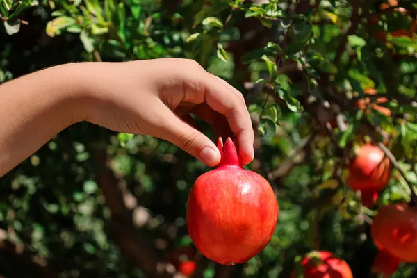 Woman Red Pomegranate Farm Closeup — Stock Photo, Image