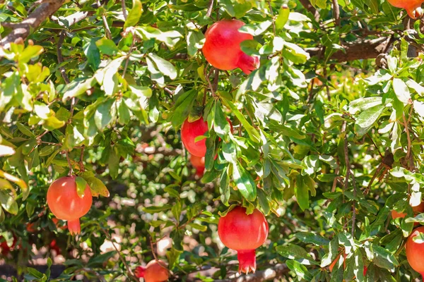 Tree Red Pomegranates Farm Closeup — Stock Photo, Image