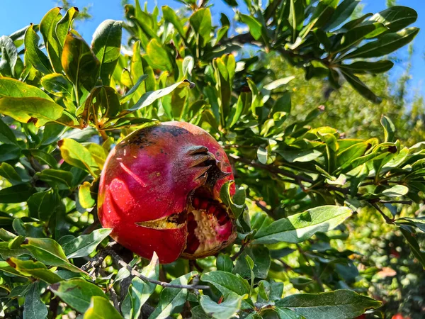 Tree Pomegranate Farm Closeup — Stock Photo, Image