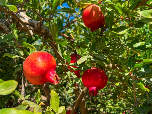 Tree Tasty Pomegranates Farm Closeup — Stock Photo, Image