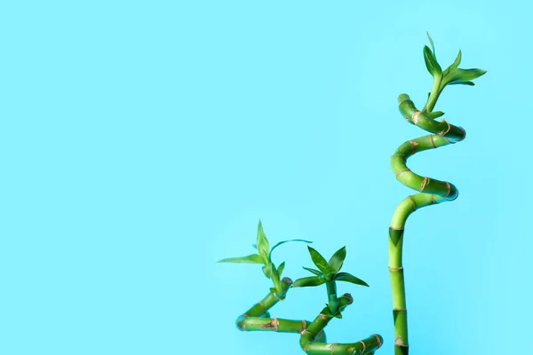 Green Bamboo Stems Color Background — Φωτογραφία Αρχείου