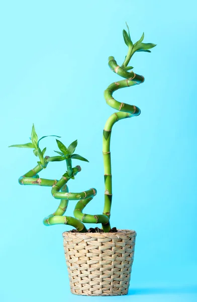 Wicker Pot Bamboo Plant Color Background — Φωτογραφία Αρχείου