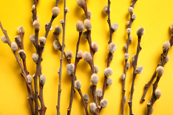 Pussy willow twigs on yellow background