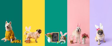 Set of dogs with Easter decor on color background