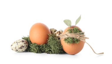 Moss nest with Easter eggs isolated on white background