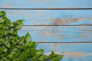 Composition with green plant branches on color wooden background. Hello spring