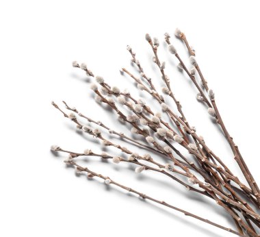 Beyaz arka plan üzerinde izole kedi söğüt dalları