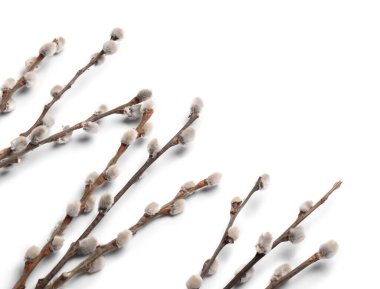 Beyaz arka plan üzerinde izole kedi söğüt dalları