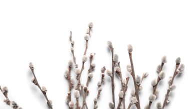 Beyaz arka plan üzerinde izole kedi söğüt dalları