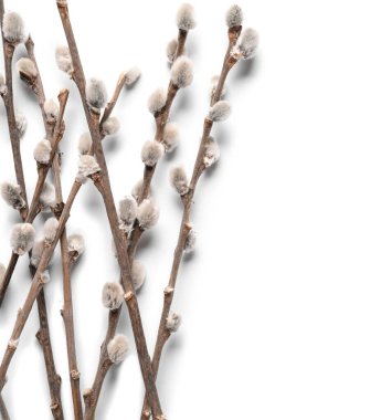 Beyaz arka plan üzerinde izole kedi söğüt dalları