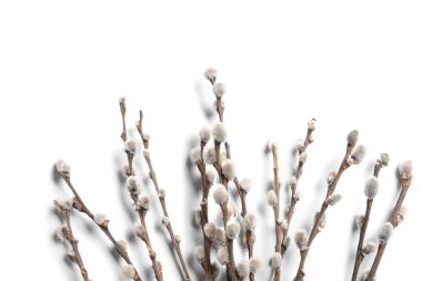 Beyaz arka plan üzerinde izole kedi söğüt dalları