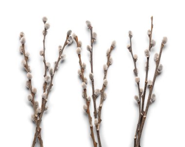 Beyaz arka plan üzerinde izole kedi söğüt dalları