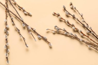 Pussy willow branches on beige background