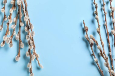 Pussy willow branches on blue background
