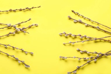 Pussy willow twigs on yellow background