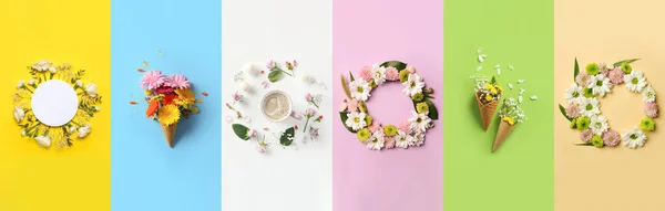 Set Beautiful Floral Compositions Color Background — 스톡 사진