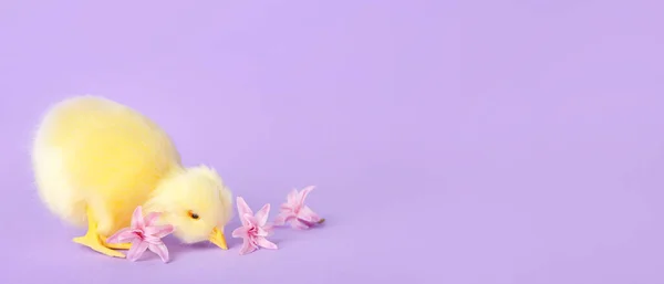 Cute chicken and spring flowers on lilac background with space for text
